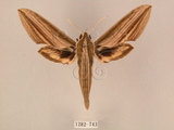中文名:棕綠背線天蛾(1282-743)學名:Cechenena lineosa (Walker, 1856)(1282-743)中文別名:條背天蛾