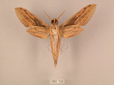 中文名:棕綠背線天蛾(1282-759)學名:Cechenena lineosa (Walker, 1856)(1282-759)中文別名:條背天蛾