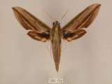 中文名:棕綠背線天蛾(1282-759)學名:Cechenena lineosa (Walker, 1856)(1282-759)中文別名:條背天蛾