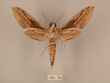 中文名:棕綠背線天蛾(1282-784)學名:Cechenena lineosa (Walker, 1856)(1282-784)中文別名:條背天蛾
