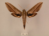 中文名:棕綠背線天蛾(1282-784)學名:Cechenena lineosa (Walker, 1856)(1282-784)中文別名:條背天蛾