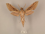 中文名:棕綠背線天蛾(1282-787)學名:Cechenena lineosa (Walker, 1856)(1282-787)中文別名:條背天蛾