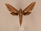 中文名:棕綠背線天蛾(1282-787)學名:Cechenena lineosa (Walker, 1856)(1282-787)中文別名:條背天蛾