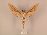 中文名:棕綠背線天蛾(1282-801)學名:Cechenena lineosa (Walker, 1856)(1282-801)中文別名:條背天蛾