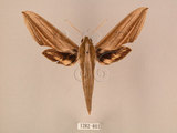中文名:棕綠背線天蛾(1282-801)學名:Cechenena lineosa (Walker, 1856)(1282-801)中文別名:條背天蛾