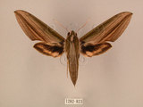中文名:棕綠背線天蛾(1282-823)學名:Cechenena lineosa (Walker, 1856)(1282-823)中文別名:條背天蛾