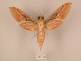 中文名:棕綠背線天蛾(1282-833)學名:Cechenena lineosa (Walker, 1856)(1282-833)中文別名:條背天蛾