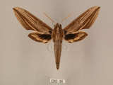 中文名:棕綠背線天蛾(1282-98)學名:Cechenena lineosa (Walker, 1856)(1282-98)中文別名:條背天蛾