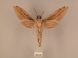 中文名:棕綠背線天蛾(1425-84)學名:Cechenena lineosa (Walker, 1856)(1425-84)中文別名:條背天蛾