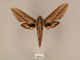 中文名:棕綠背線天蛾(1425-84)學名:Cechenena lineosa (Walker, 1856)(1425-84)中文別名:條背天蛾