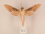 中文名:棕綠背線天蛾(1426-337)學名:Cechenena lineosa (Walker, 1856)(1426-337)中文別名:條背天蛾