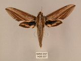 中文名:棕綠背線天蛾(1426-337)學名:Cechenena lineosa (Walker, 1856)(1426-337)中文別名:條背天蛾