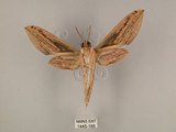 中文名:棕綠背線天蛾(1445-166)學名:Cechenena lineosa (Walker, 1856)(1445-166)中文別名:條背天蛾
