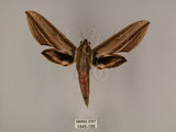 中文名:棕綠背線天蛾(1445-166)學名:Cechenena lineosa (Walker, 1856)(1445-166)中文別名:條背天蛾