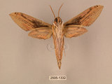 中文名:棕綠背線天蛾(2505-1332)學名:Cechenena lineosa (Walker, 1856)(2505-1332)中文別名:條背天蛾