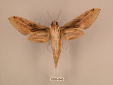 中文名:棕綠背線天蛾(2505-945)學名:Cechenena lineosa (Walker, 1856)(2505-945)中文別名:條背天蛾
