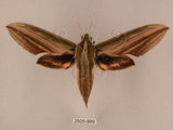 中文名:棕綠背線天蛾(2505-969)學名:Cechenena lineosa (Walker, 1856)(2505-969)中文別名:條背天蛾