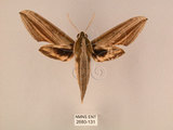 中文名:棕綠背線天蛾(2680-131)學名:Cechenena lineosa (Walker, 1856)(2680-131)中文別名:條背天蛾