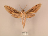 中文名:棕綠背線天蛾(2680-133)學名:Cechenena lineosa (Walker, 1856)(2680-133)中文別名:條背天蛾