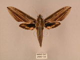 中文名:棕綠背線天蛾(2680-133)學名:Cechenena lineosa (Walker, 1856)(2680-133)中文別名:條背天蛾