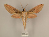 中文名:棕綠背線天蛾(2680-1633)學名:Cechenena lineosa (Walker, 1856)(2680-1633)中文別名:條背天蛾