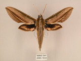 中文名:棕綠背線天蛾(2680-1633)學名:Cechenena lineosa (Walker, 1856)(2680-1633)中文別名:條背天蛾