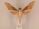 中文名:棕綠背線天蛾(2680-59)學名:Cechenena lineosa (Walker, 1856)(2680-59)中文別名:條背天蛾