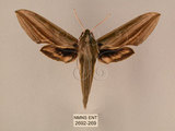 中文名:棕綠背線天蛾(2692-269)學名:Cechenena lineosa (Walker, 1856)(2692-269)中文別名:條背天蛾