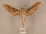 中文名:棕綠背線天蛾(2692-417)學名:Cechenena lineosa (Walker, 1856)(2692-417)中文別名:條背天蛾
