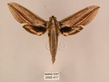 中文名:棕綠背線天蛾(2692-417)學名:Cechenena lineosa (Walker, 1856)(2692-417)中文別名:條背天蛾