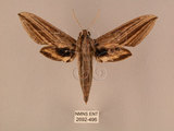 中文名:棕綠背線天蛾(2692-496)學名:Cechenena lineosa (Walker, 1856)(2692-496)中文別名:條背天蛾