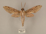 中文名:棕綠背線天蛾(2880-1)學名:Cechenena lineosa (Walker, 1856)(2880-1)中文別名:條背天蛾