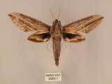 中文名:棕綠背線天蛾(2880-1)學名:Cechenena lineosa (Walker, 1856)(2880-1)中文別名:條背天蛾