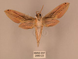 中文名:棕綠背線天蛾(2880-23)學名:Cechenena lineosa (Walker, 1856)(2880-23)中文別名:條背天蛾