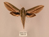 中文名:棕綠背線天蛾(2880-23)學名:Cechenena lineosa (Walker, 1856)(2880-23)中文別名:條背天蛾