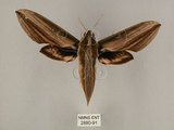 中文名:棕綠背線天蛾(2880-91)學名:Cechenena lineosa (Walker, 1856)(2880-91)中文別名:條背天蛾