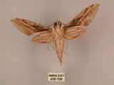 中文名:棕綠背線天蛾(438-708)學名:Cechenena lineosa (Walker, 1856)(438-708)中文別名:條背天蛾