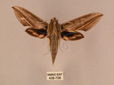 中文名:棕綠背線天蛾(438-708)學名:Cechenena lineosa (Walker, 1856)(438-708)中文別名:條背天蛾