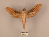 中文名:棕綠背線天蛾(438-711)學名:Cechenena lineosa (Walker, 1856)(438-711)中文別名:條背天蛾