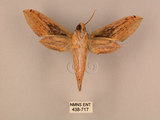 中文名:棕綠背線天蛾(438-717)學名:Cechenena lineosa (Walker, 1856)(438-717)中文別名:條背天蛾