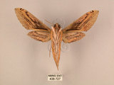 中文名:棕綠背線天蛾(438-727)學名:Cechenena lineosa (Walker, 1856)(438-727)中文別名:條背天蛾