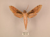 中文名:棕綠背線天蛾(438-746)學名:Cechenena lineosa (Walker, 1856)(438-746)中文別名:條背天蛾