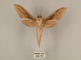 中文名:棕綠背線天蛾(438-761)學名:Cechenena lineosa (Walker, 1856)(438-761)中文別名:條背天蛾