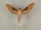 中文名:棕綠背線天蛾(438-766)學名:Cechenena lineosa (Walker, 1856)(438-766)中文別名:條背天蛾