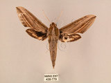 中文名:棕綠背線天蛾(438-779)學名:Cechenena lineosa (Walker, 1856)(438-779)中文別名:條背天蛾