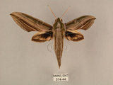 中文名:棕綠背線天蛾(514-44)學名:Cechenena lineosa (Walker, 1856)(514-44)中文別名:條背天蛾