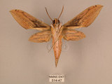 中文名:棕綠背線天蛾(514-47)學名:Cechenena lineosa (Walker, 1856)(514-47)中文別名:條背天蛾