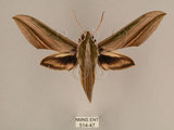 中文名:棕綠背線天蛾(514-47)學名:Cechenena lineosa (Walker, 1856)(514-47)中文別名:條背天蛾