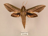 中文名:棕綠背線天蛾(514-48)學名:Cechenena lineosa (Walker, 1856)(514-48)中文別名:條背天蛾