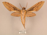 中文名:棕綠背線天蛾(514-52)學名:Cechenena lineosa (Walker, 1856)(514-52)中文別名:條背天蛾